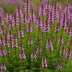 Erica cinerea 'Atropurpurea'