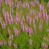 Erica vagans 'Birch Glow'