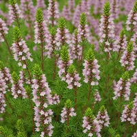 Erica vagans 'Diana Hornibrook'