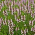 Erica vagans 'Diana Hornibrook'