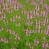 Erica tetralix 'Hookstone Pink'