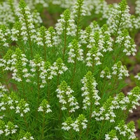 Erica tetralix 'Melbury White'