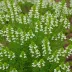 Erica tetralix 'Melbury White'