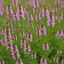 Erica tetralix 'Ken Underwood'