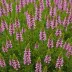 Erica erigena 'Superba'