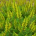 Erica erigena 'Golden Lady'