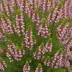Erica erigena 'Irish Salmon'