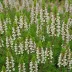 Erica lusitanica 'George Hunt'