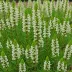 Erica x veitchii 'Exeter'