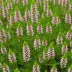Erica x watsonii 'Dawn'