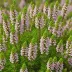Erica x watsonii 'Truro'