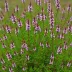 Erica x williamsii 'P.D. Williams'