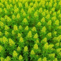 Erica x stuartii 'Irish Lemon'