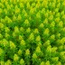 Erica x stuartii 'Irish Lemon'