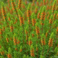 Erica x stuartii 'Irish Orange'