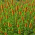 Erica x stuartii 'Irish Orange'