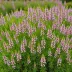 Erica manipuliflora 'Cascades'