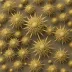 Echinothuria floris