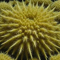 Echinothuria diomedeae