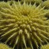 Echinothuria diomedeae