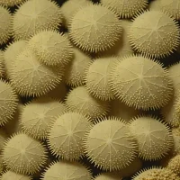 Echinocyamus crispus