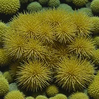 Echinoneus cyclostomus