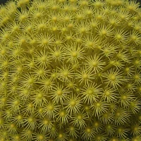 Echinolampas depressa