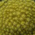 Echinolampas depressa