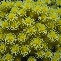 Echinolampas ovata