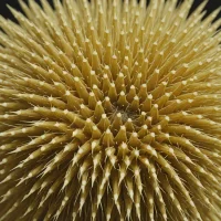 Encope emarginata