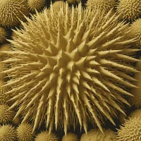 Echinocorys scutata