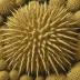 Echinocorys scutata