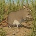 Eastern long-nosed bandicoot