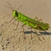 Eastern Coastal Grasshopper (Phaulacridium crassum)
