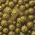 Echinocardium australe
