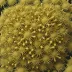 Echinocardium capense