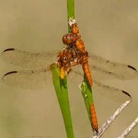 Eastern Amberwing