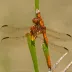 Eastern Amberwing