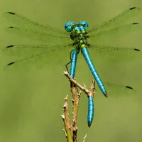 Emperor Dragonfly
