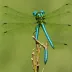 Emperor Dragonfly