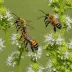 Eucera Long-horned Bee (Eucera longicornis)