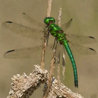 Epitheca semiaquea