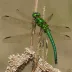 Epitheca semiaquea