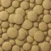 Echinodiscus auritus