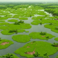 East Kolkata Wetlands