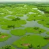 East Kolkata Wetlands