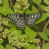 Eight-spotted forester moth