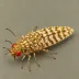 European pepper moth