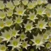 Easter Lily Cactus (Echinopsis eyriesii)