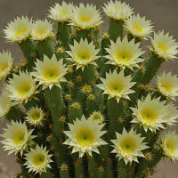 Echinopsis subdenudata